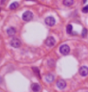 <p>What tissue type does this image depict?</p>