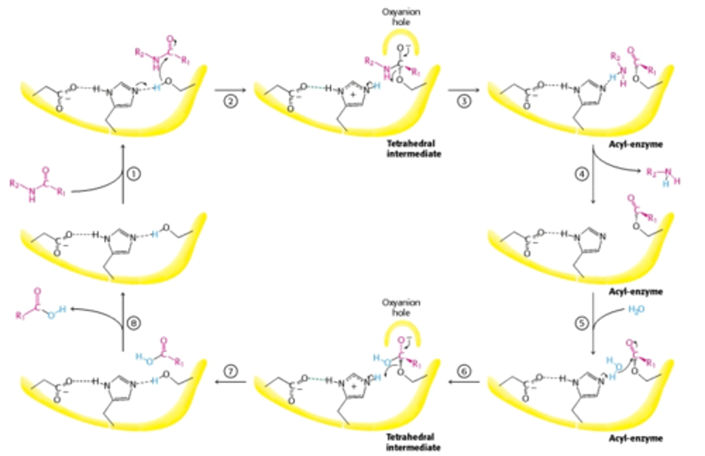 <p>Step 1: When substrate (polypeptide) binds, the side of chain of the residue next to the peptide bond to be cleaved nestles in a hydrophobic pocket on the enzyme, positioning the peptide bond for attack. Histidine extracts one proton from serine to form an alkoxide ion. This serine ion reacts with the substrate.</p><p>Step 2: In chymotrypsin, the carboxylate R-group of Asp102 forms a hydrogen bond with R group of His 57. When this happens, it compresses this hydrogen bond and shifts electron density to the other nitrogen atom (not involved in the H-bond) in the R-goup of His57 becomes a very strong base. This allows His 57 to deprotonate Ser195 and turn it into a strong nucleophile that can attack the substrate. Oxygen develops a partially negative charge in the oxyanion hole.</p><p>Step 3: Instability of the negative charge on the substrate carbonyl oxygen when will leads to collapse of the tetrahedral intermediate, re-formation of a double bond with carbon which breaks the peptide bond between the carbon and amino acid group. The amino leaving group is protonated by His57, facilitating its displacement. Once the oxyanion hole stabilizes the negative charge, the bond breaks because the proton from Histidine is binding to nitrogen to make it less likely to carbon. The leaving group is stabilized and the acyl-enzyme is formed.</p><p>Step 4: The amine component is departed from the enzyme (metabolized by the body) and binds to serine. This completes the first stage (acylation of enzyme). The first product has been made.</p><p>Step 5: A water molecule is added where the N terminus was. Histidine deprotonates the water to form a hydroxyl group. This hydroxyl group attaches to carbon from the carboxyl side and destabilizes the acyl intermediate. The bond is broken.</p><p>Step 6: An incoming water molecule is deprotonated by acid-base catalysis, generating a strongly nucleophilic hydroxide ion. Attack of hydroxide on the ester linkage of the acylenzyme generates a second tetrahedral intermediate.</p><p>Step 7: collapse of the tetrahedral intermediate form the second product, a carboxylate anion, and displace Ser195. The proton from Histidine goes back to Serine.</p><p>Step 8: The carboxylic acid is released and the enzyme is reformed to catalyze the next reaction with the original active site.</p>