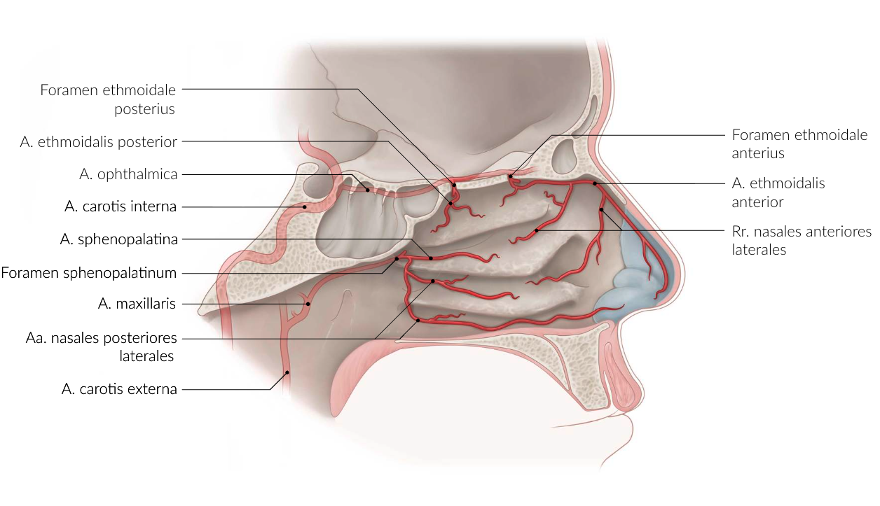<p>E. Sphenopalatine artery (A. sphenopalatina)</p>