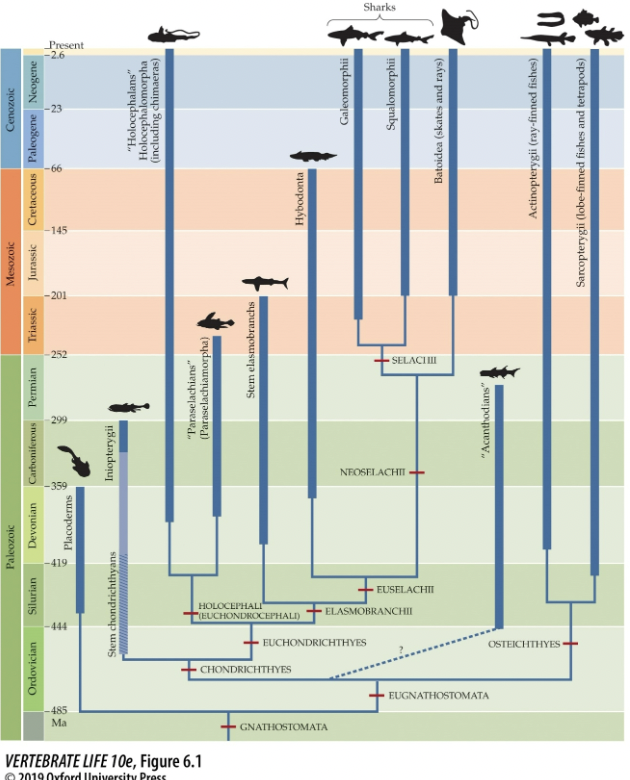<p>According to this figure, which extant group evolved last (most recently)?</p>