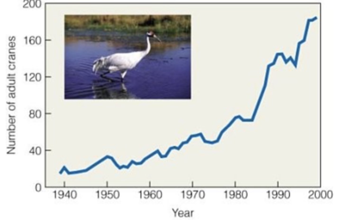 <p>exponential growth</p>