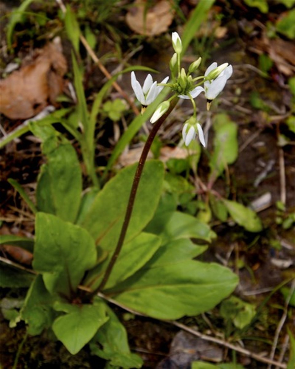 <ul><li><p>basal, entire obovate leaves</p></li><li><p>pendulate 5-merous flower with reflexed petals on a long spike</p></li></ul><p>Species</p>