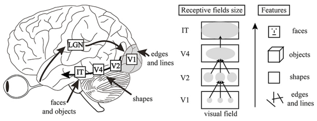 <p>Neurons in the inferotemporal (IT) cortex respond to more complex stimuli than neurons in V1.</p>