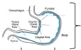 <p>mucous cells - secreate mucous, protecting the underlying cells from damage and protection<br>Chief cells - secrete pepsinogen (proenzyme for pepsin)<br>ECL cells - EnteroChromaffin-Like cell, secrete histamine to trigger acid secreation&nbsp;<br>parietal cells - secrete HCl and intrinisic factor&nbsp;</p>