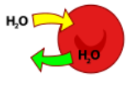 <p>isotonic</p>