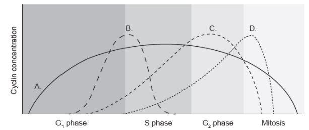 <p>The diagram shows the concentration of four cyclins during the cell cycle. Which curve represents the cyclin that promotes the assembly of the mitotic spindle?</p><p></p>