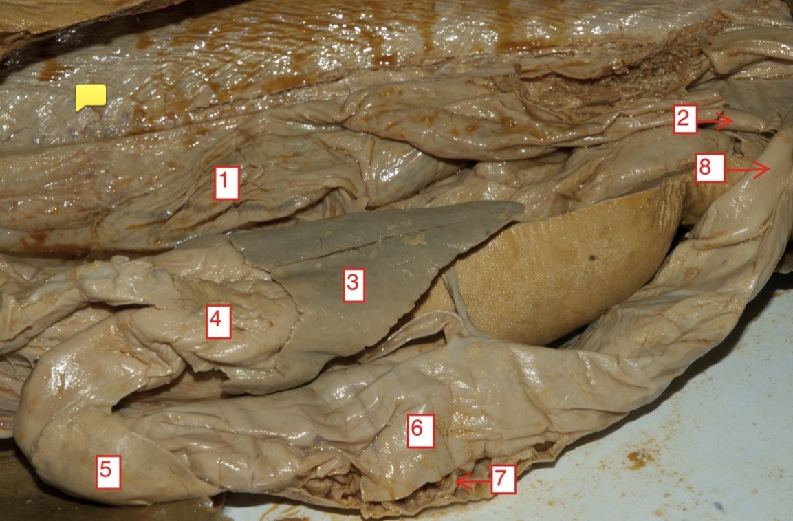 <p>female spiny dogfish- (6)</p>