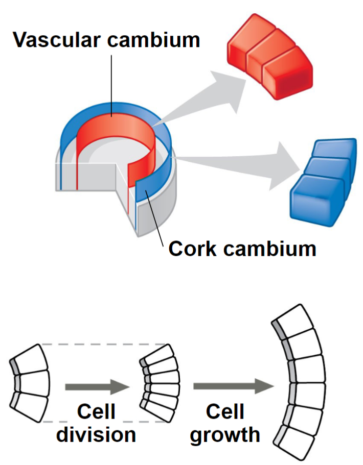 <p>Pattern of Cell Division</p><ul><li><p>Two lateral meristems:</p><ul><li><p>Vascular Cambium – vascular tissue; secondary xylem</p><p>(wood) and secondary phloem</p></li><li><p>Cork Cambium – epidermis to periderm</p></li></ul></li></ul>