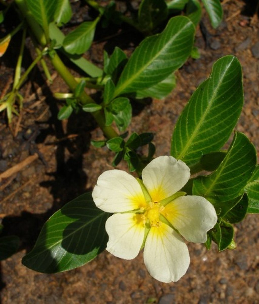 <p>Seed plants (gymnosperms and angiosperms)</p>