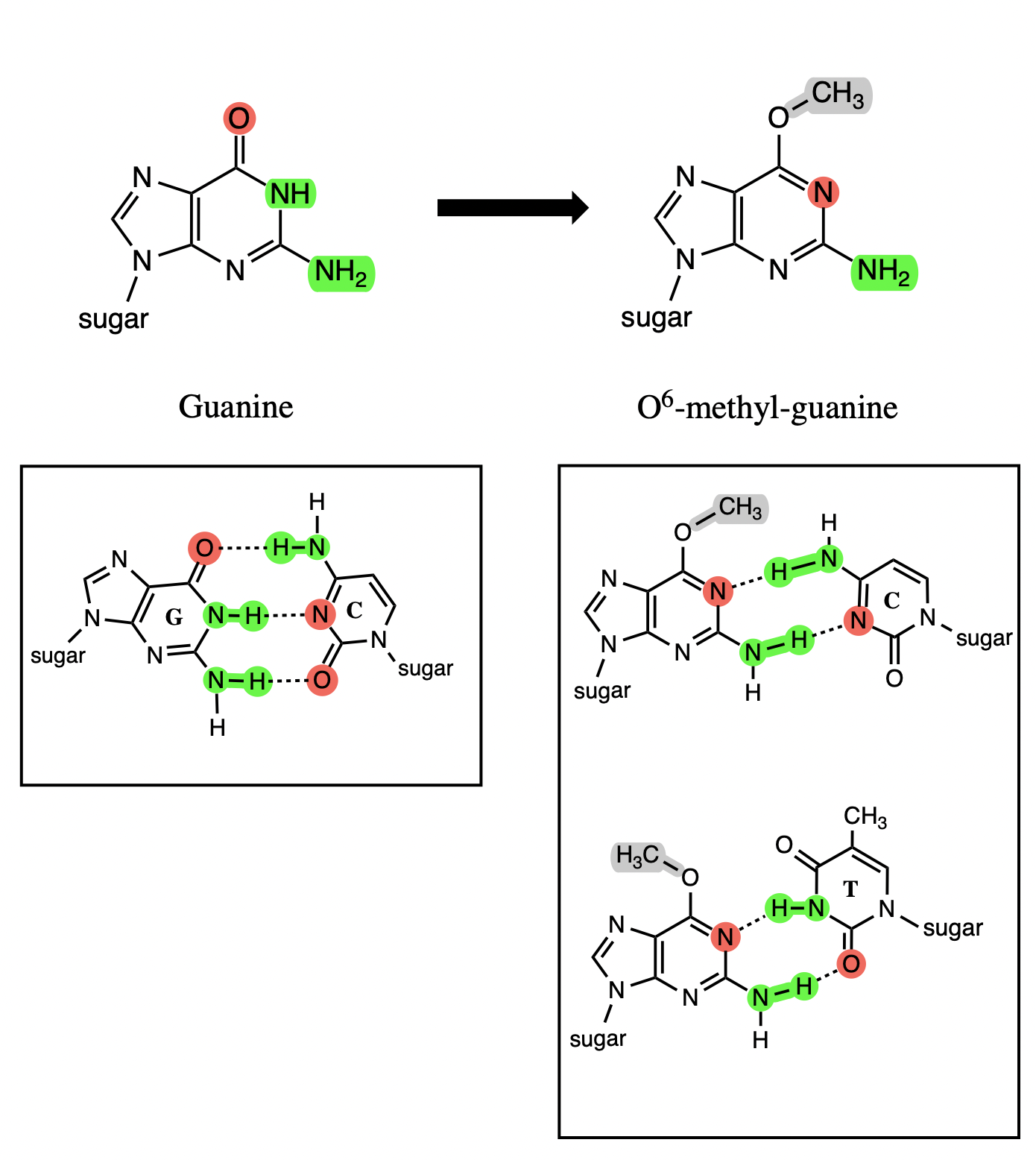 <ul><li><p>O6 loses ability to participate in bond</p></li><li><p>N1 becomes a h bond acceptor</p></li></ul><p></p>