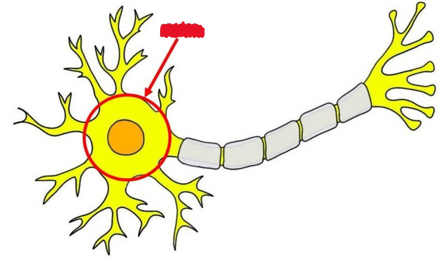 <p>Main part of neuron that's responsible for integrating signals from dendrites and initiating the action potential that travels down the axon.</p>