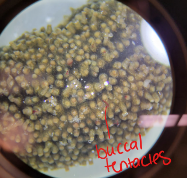 <p>Buccal tentacles </p><p>Phylum: Echinodermata</p><p>Class: Holothuroidea</p>