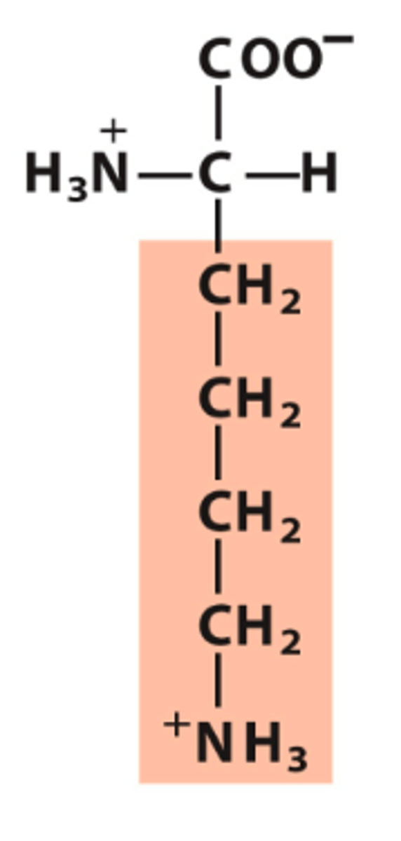 <p>What amino acid is this?</p>