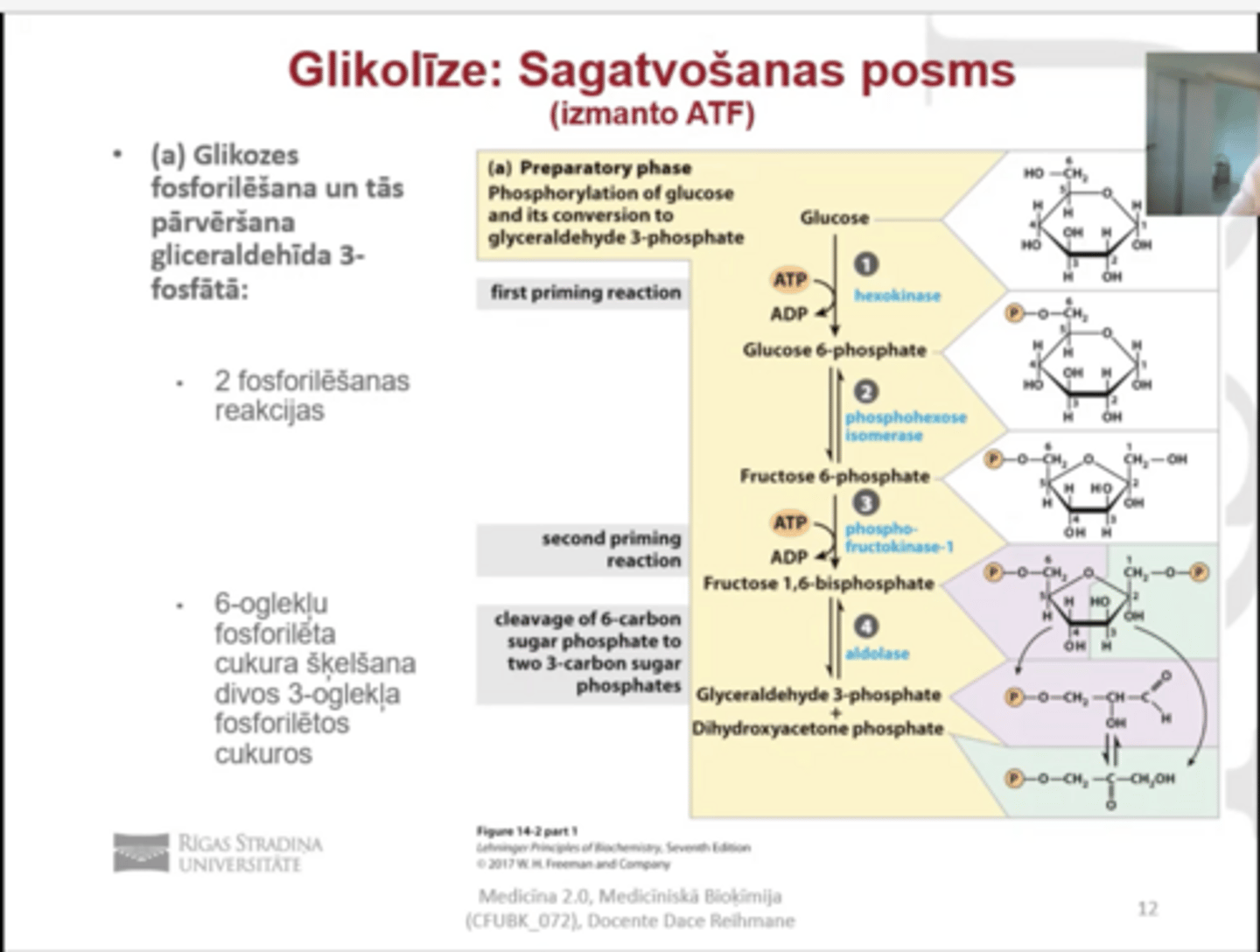 <p>(5 reakcijas). tajā notiek 2kārša fosforalizācija (1 un 3 reakcijā)</p><p>rezultātā rodas 2 fosforilētas molekulas ar 3C</p><p>Glikoze--> gliceraldehīda-3-fosfāts</p><p>6 okglekļu fosforalizēta cukura šķelšana 2 3oglekļa fosforalizētos cukuros</p>