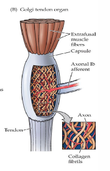 <p>provides information about tension in tendons</p><p>affected by tension with passive stretch and active contraction</p>