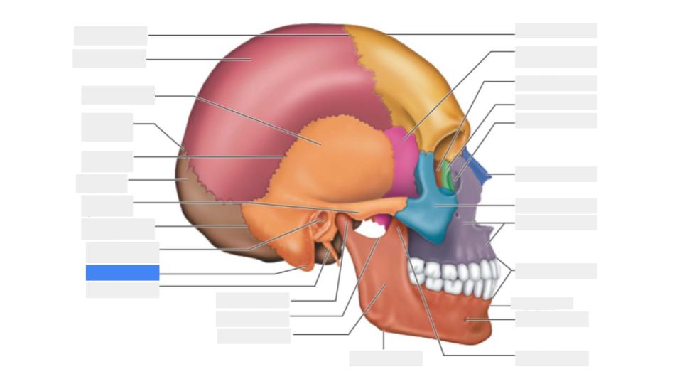 <p>Label the blue highlight</p>