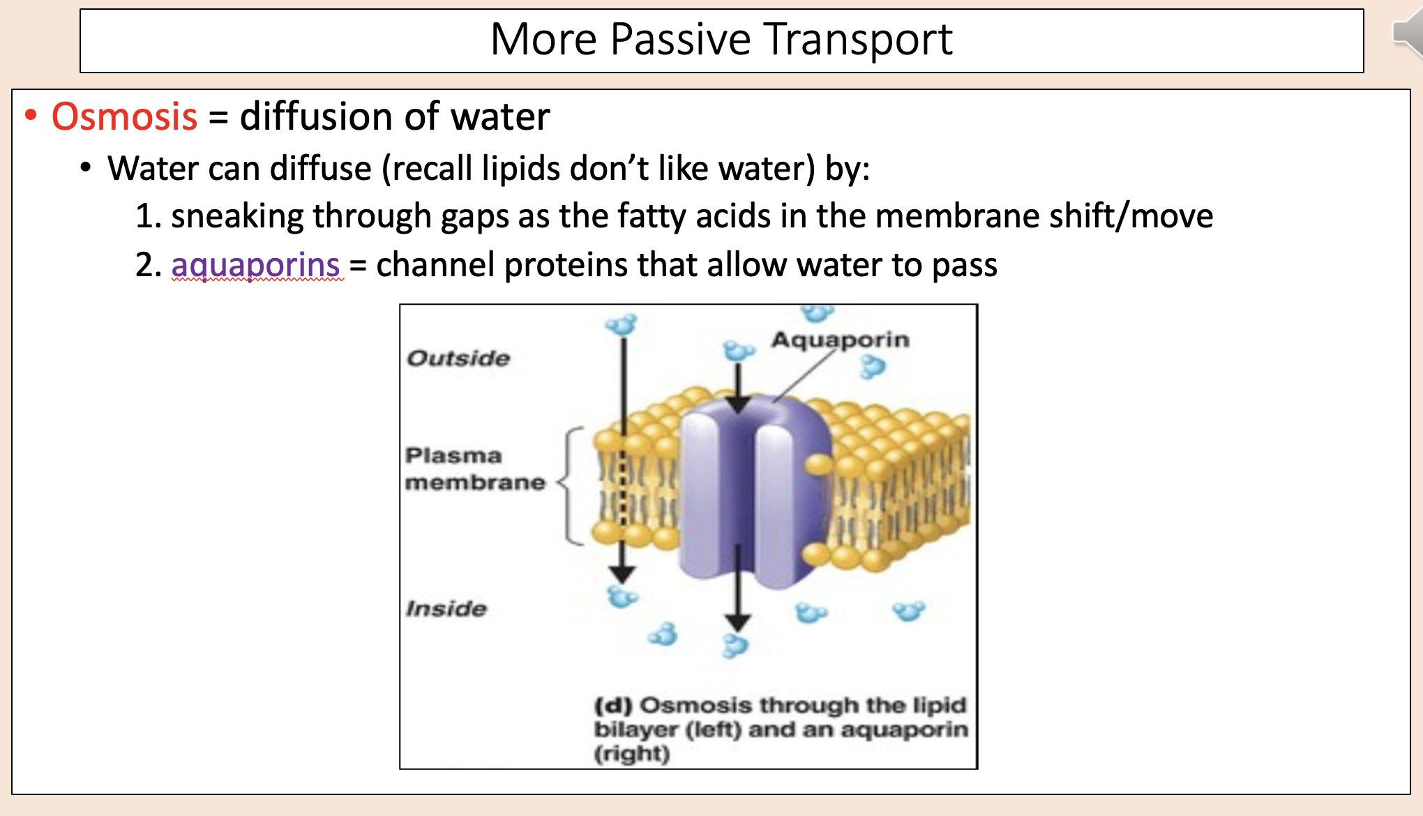 <p><span>Water can diffuse (recall lipids don’t like water) by. </span></p>