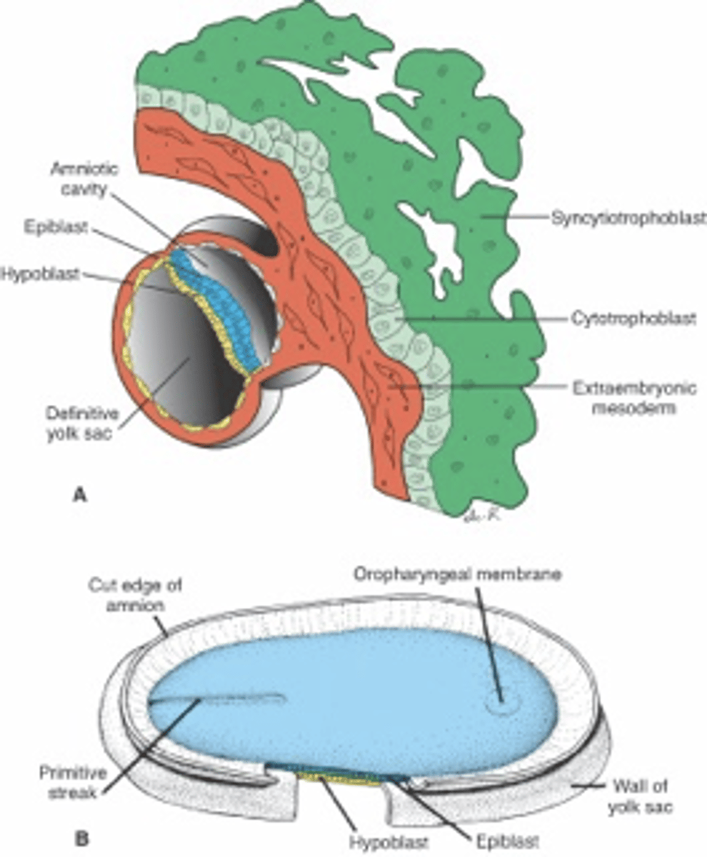 <p>hypoblast, epiblast, bilaminar</p>