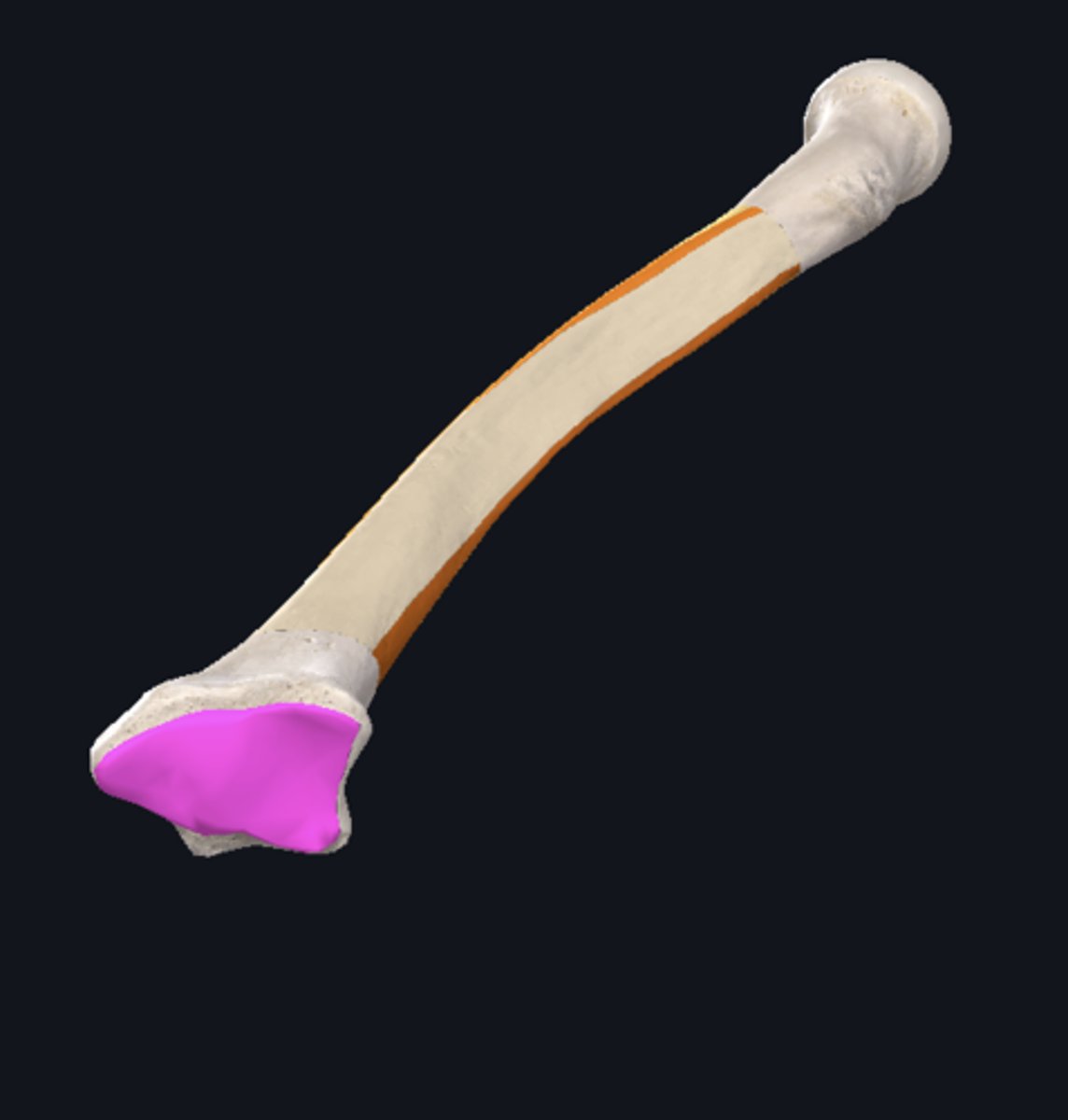 <p>articulates with the lunate (medial) and the scaphoid (lateral)</p>