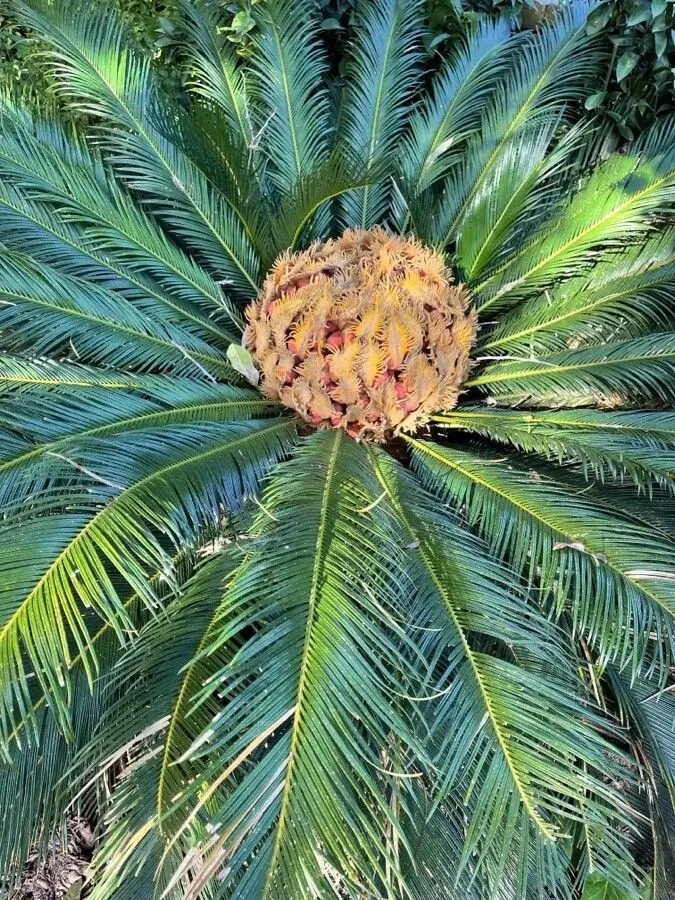 <ul><li><p>large, branching cycad</p></li><li><p>compound leaves; glossy, whirled, spikey, feels like plastic</p></li><li><p>fuzzy pale orange gymnosperms inside a cone like structure made of fuzzy beige feather looking things</p></li><li><p>tropical look</p></li><li><p>basal clump</p></li><li><p>very sharp</p></li></ul><p></p>