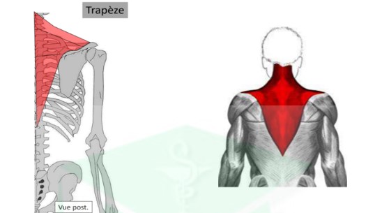 <ul><li><p>trajet : convergeant vers le dehors jusqu&apos;à l&apos;épaule pour ses 3 faisceaux</p></li><li><p>action : maintien de la scapula : → faisceau sup : soulève moignon de l&apos;épaule → faisceau moy : inclinaison du rachis → faisceau inf : augmente abduction du bras</p></li></ul>