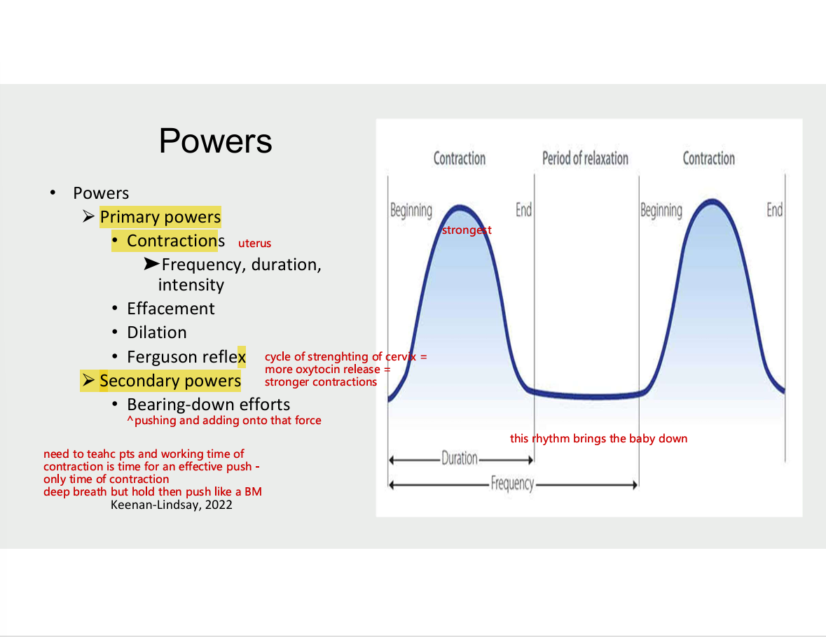 <ul><li><p>primary powers</p><ul><li><p>contractions</p><ul><li><p>frequency, duration, intensity</p></li></ul></li><li><p>effacement</p></li><li><p>dilation</p></li><li><p>ferguson reflex</p></li></ul></li><li><p>secondary powers</p><ul><li><p>bearing-down efforts (pushing and adding onto that force)</p></li></ul></li></ul><p></p>