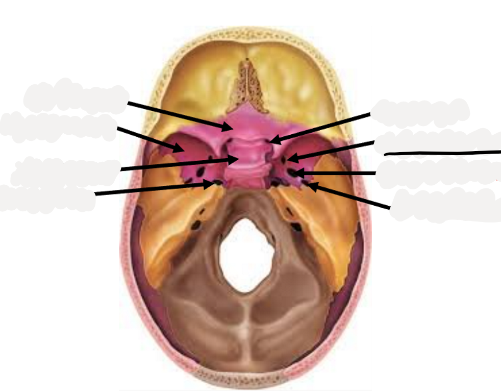 <p>Maxillary nerve (CN V2)</p>