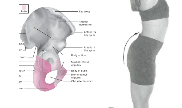 Iliac crest tilts forward in sagittal plane