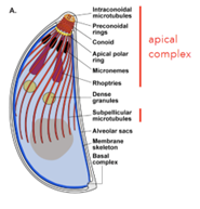<ul><li><p>basic features, key organelles of apical complex;</p><ul><li><p>Apical complex (penetration of host cells (conoid), made of secretory organelles and specific cytoskeletal elements), all intracellular parasitic, single nucleus, no pseudopods, cilia, or flagella ext. microgametes)</p></li></ul></li></ul><p></p>
