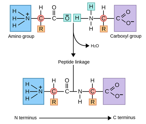 <ol><li><p><strong>Amino group (–NH₃⁺)</strong></p></li><li><p><strong>Carboxyl group (–COO⁻)</strong></p></li><li><p><strong>R group (side chain)</strong> → gives each amino acid its special properties (polar, non-polar, acidic, basic).</p></li></ol><p><strong>Bond:</strong> amino acids join by <strong>peptide bonds</strong> (formed by <strong>dehydration synthesis</strong>, meaning water is removed).</p>
