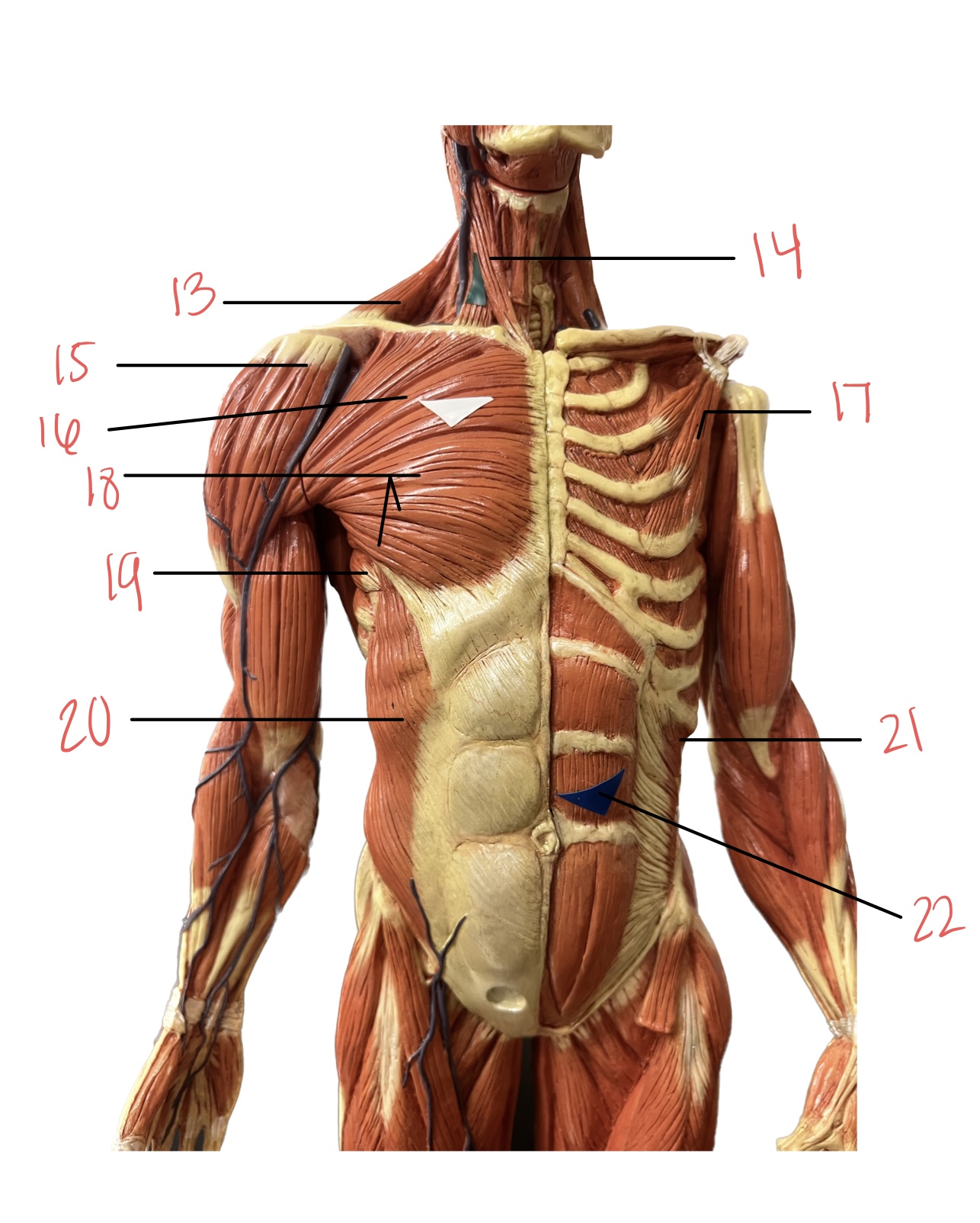<p>18 </p>