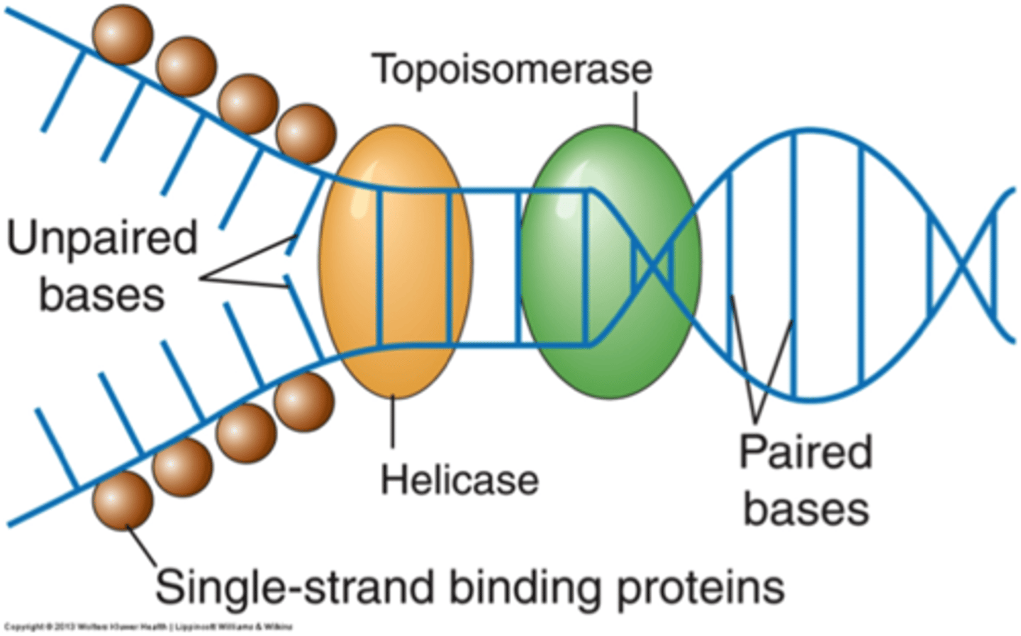 <p>Enzyme that functions in DNA replication, helping to relieve strain in the double helix ahead of the replication fork; relieve DNA supercoiling</p>