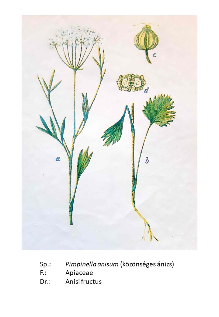 <p>közönséges ánizs</p>