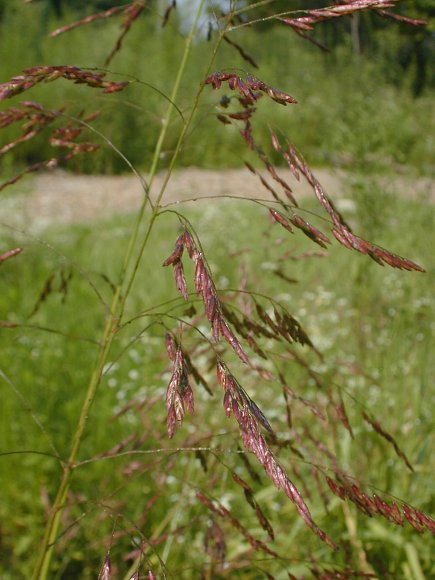 <p>Purple top grass</p>