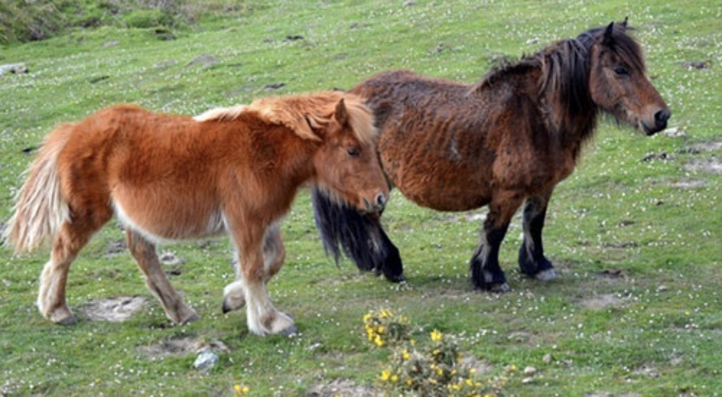 <p>Thick coat, ellipometric, France,</p>