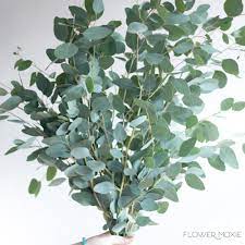 <p><img src="https://encrypted-tbn0.gstatic.com/images?q=tbn:ANd9GcSyjVCMaSnMM4JQv_CHLbj7VgEzvBjFSMkM0lnC_if9lw&amp;s" alt="Silver Dollar Eucalyptus Tree"></p>