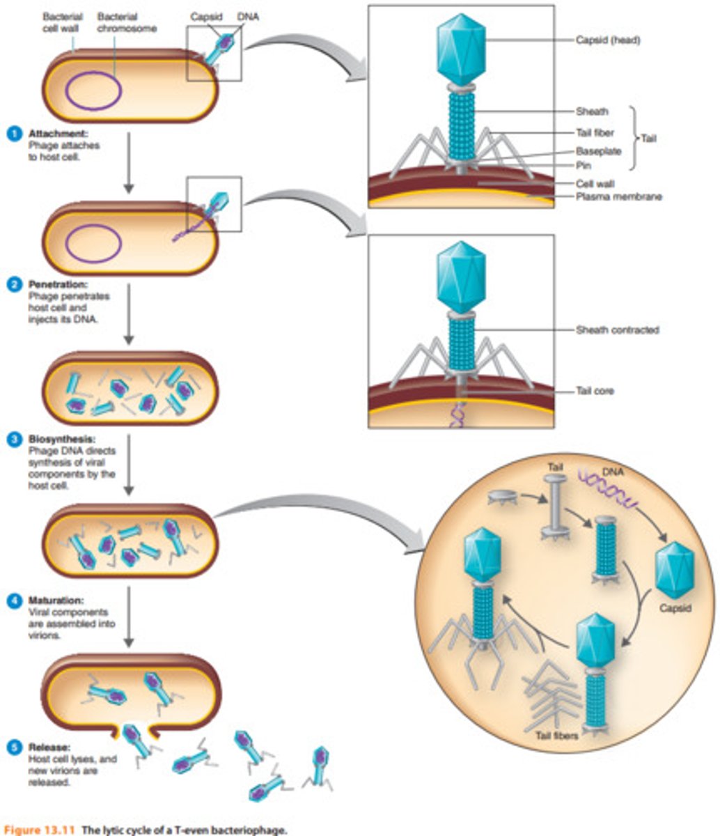 <p>A mechanism of phage multiplication that results in host cell lysis. Five (5) stages - attachment, penetration, biosynthesis, maturation, and release</p>