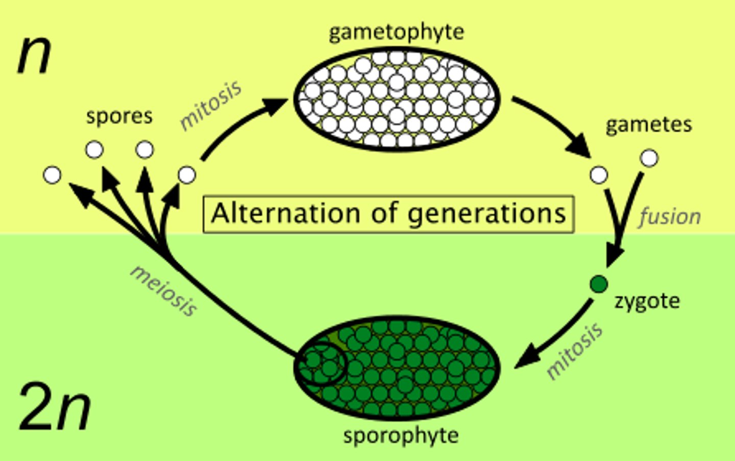 <p>Organisms alternate between multicellular haploid and multicellular diploid stages:</p><p>Sporophyte stage—produces spores via meiosis</p><p>Gametophyte stage—produces gametes via mitosis</p>