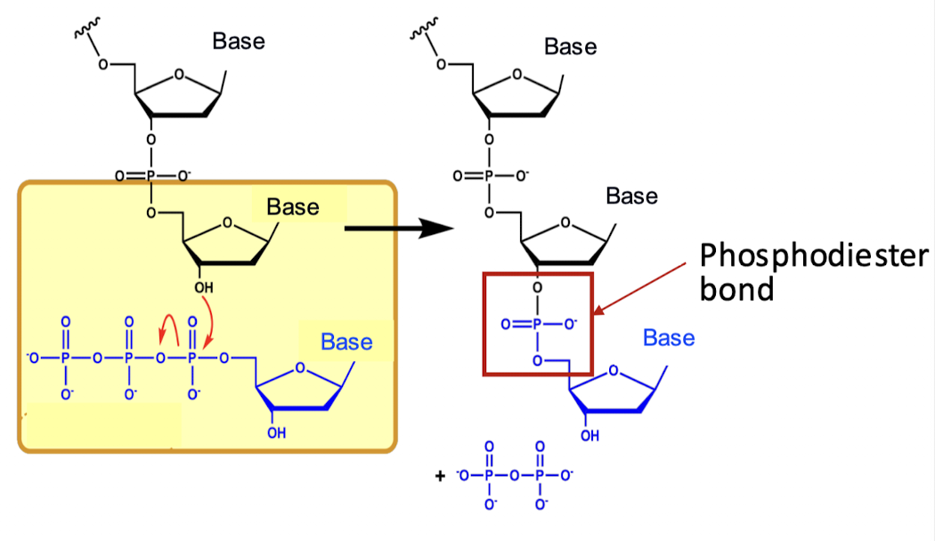 <ul><li><p>phosphodiester bonds</p></li></ul><p></p>