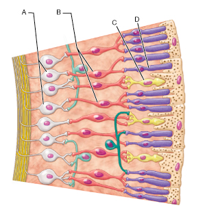 Identify the type of neuron that would be secreting neurotransmitter in the light