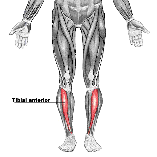 <p>Acc Tibial anterior</p>