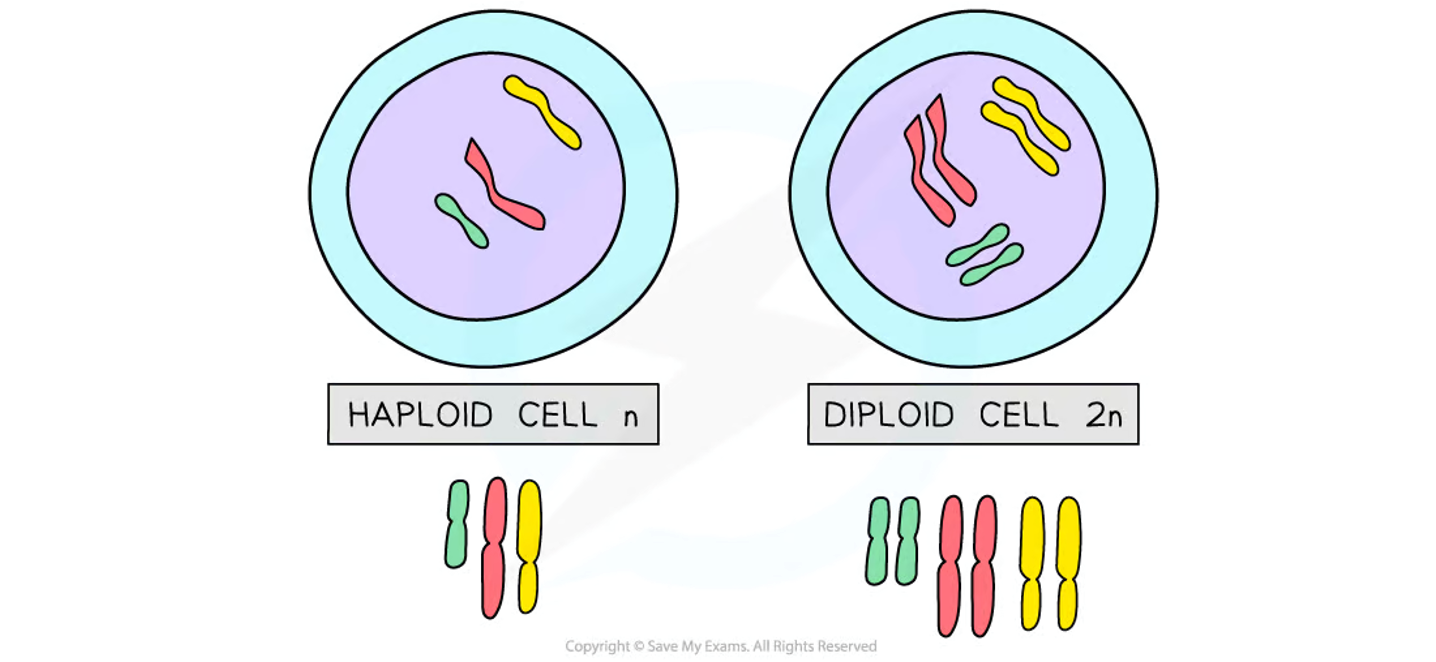 <p>Happens in gametes, haploid number of chromosomes referred to as n</p><p>Humans n = 23</p>