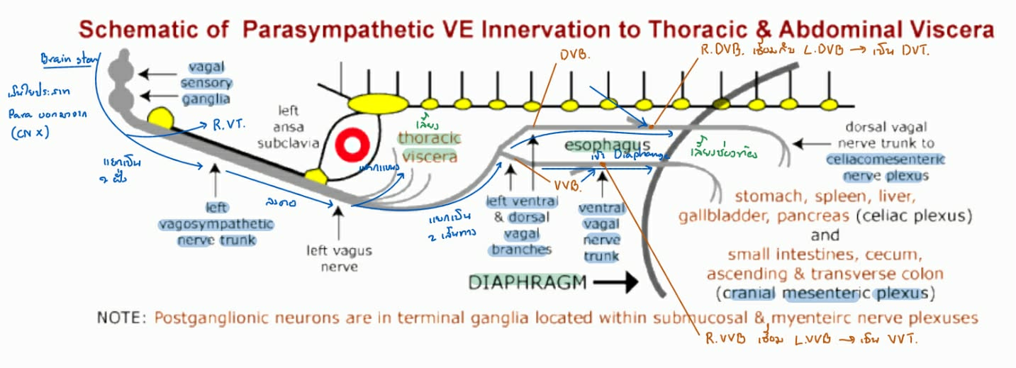 <p>อธิบาย <span>Canine Autonomic Nervous System</span> ในส่วนของระบบ Parasympathetic ที่ไปเลี้ยงช่องอก กับ ช่องท้อง</p>