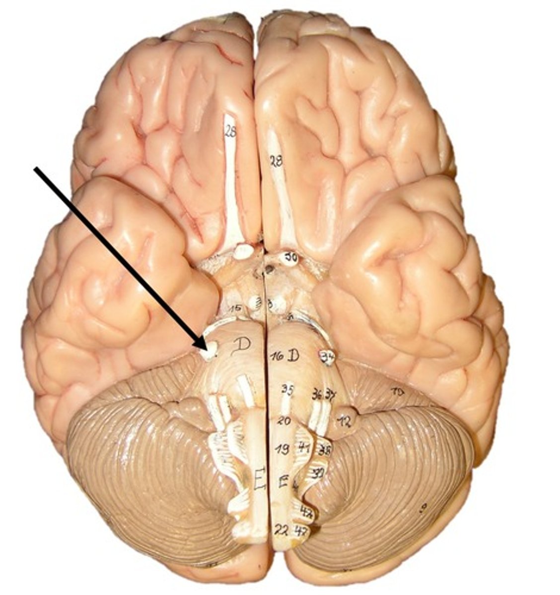 <p>Trigeminal nerve responsible for sensory input from the head and motor control to the head</p>