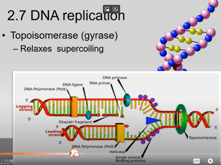 <p><span>1. DNA Gyrase helps relax the supercoiling of DNA, removing any twisty knots in the DNA so that Helicase can unzip it</span><br><br><span>2. Helicase separates DNA by unzipping/breaking the hydrogen bonds between complementary base pairs. As soon as helicase moved away, the complementary base pairs want to attract each other and zip back up again</span><br><br><span>3. SSB Proteins on the leading strand hold the DNA apart, preventing it from zipping back together (it stops re-annealing)</span><br><br><span>4. DNA Primase aka RNA Primase puts down a primer of about 20-15 nucleotides of RNA. We make a primer out of RNA because DNA Polymerase III needs a place to start. DNA Polymerase III cannot start if there isn't something already there.</span><br><br><span>5. DNA Polymerase III can now come in and bind together the nucleotides complementary to our base pairs in a 5' to 3' direction. (note: this process is discontinuous for the lagging strand, with Okazaki fragments, and continuous for the leading strand)</span><br><br><span>6. DNA Polymerase I removes the RNA Primer, filling in some of the gaps with DNA instead</span><br><br><span>7. DNA Ligase glues together these tiny gaps between the Okazaki fragments, left over from removing the RNA Primer</span></p>