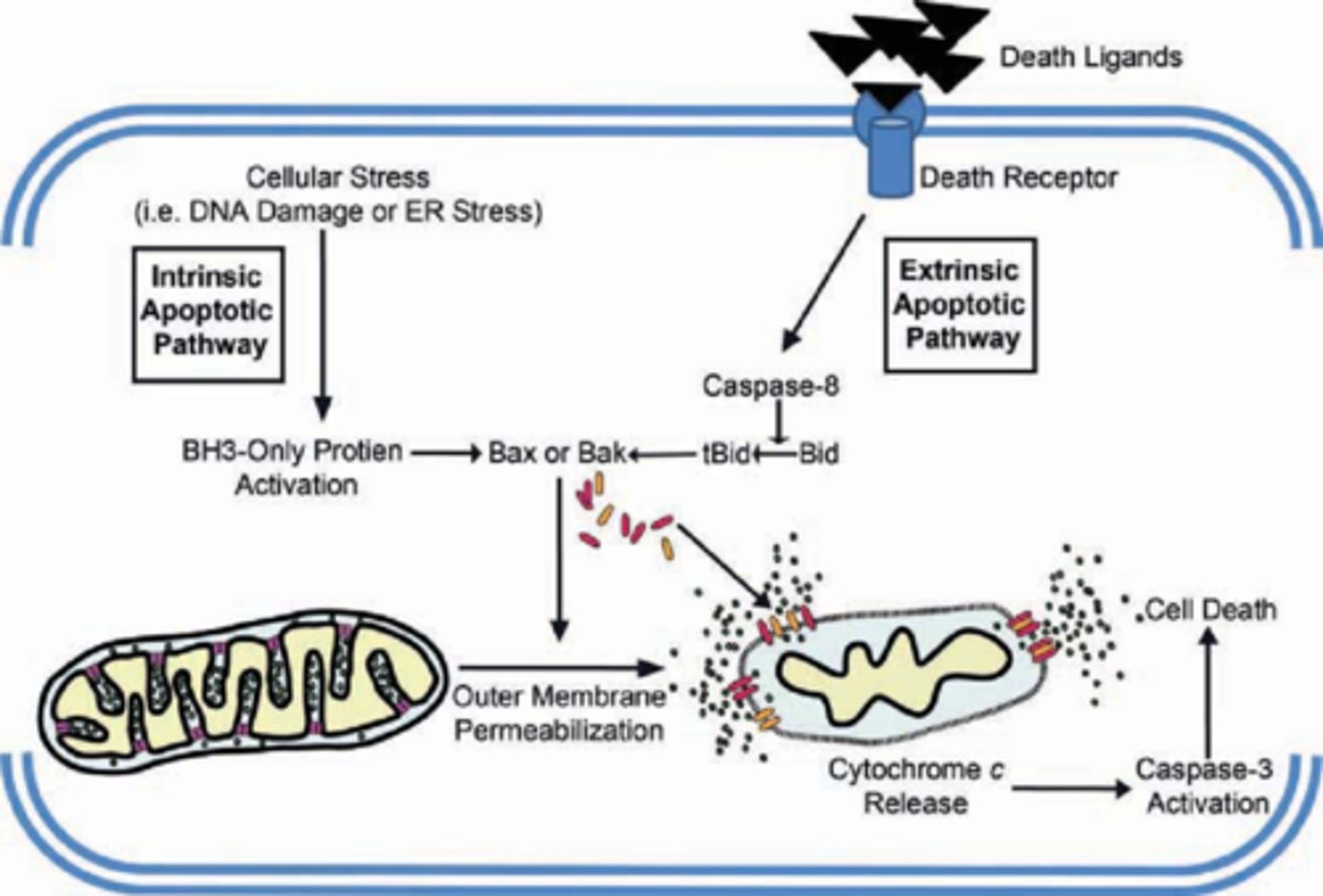 <p>(D) Intracellular Peroxisome Formation<br><br>Each of the following are likely to trigger Apoptosis:<br>I. Oxidative Stress<br>II. Excessive DNA Damage<br>III. Extracellular Death Signals<br>IV. Intracellular Death Signals</p>