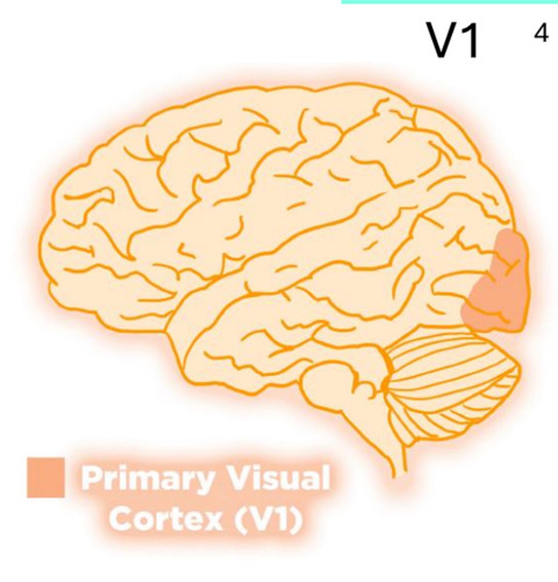 <p>visual info travels from retina → subcortical relays → V1, first cortical stage</p>