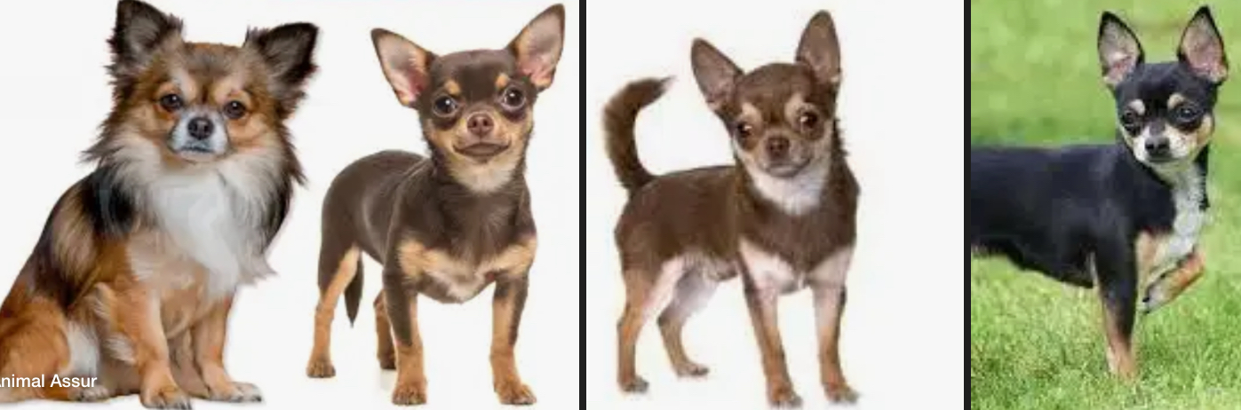 <p>DOG BREEDS: what is the breed?</p>