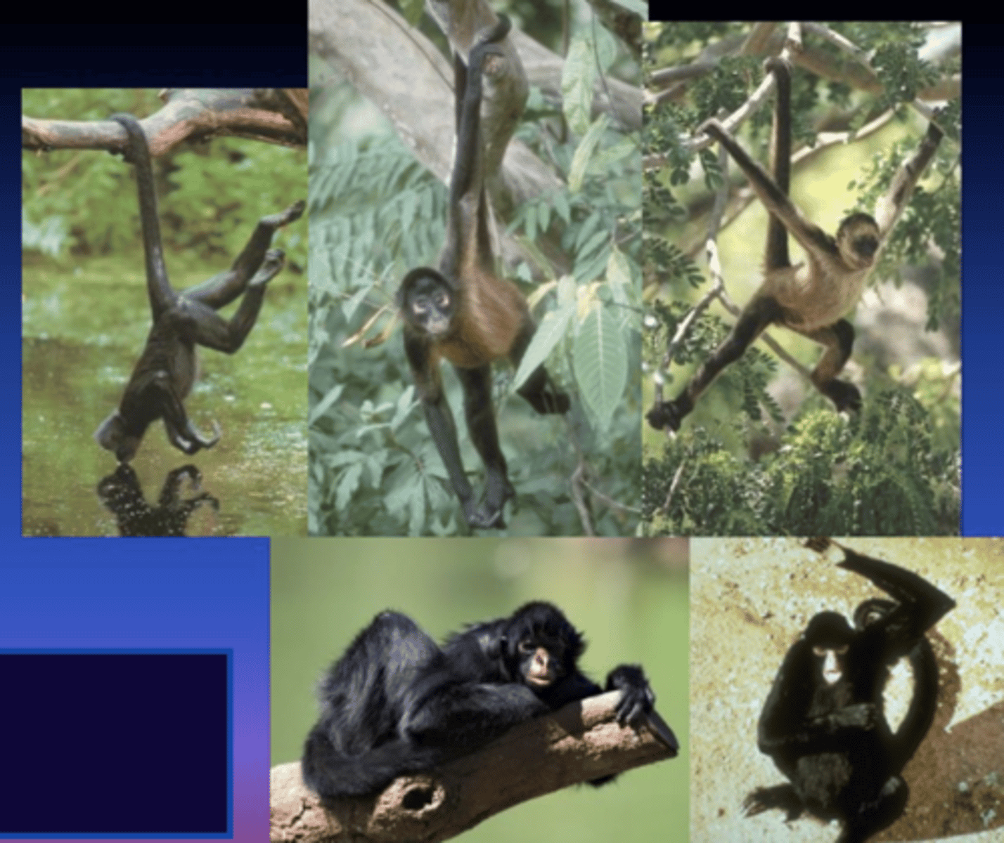 <p>Black Spider Monkey</p>