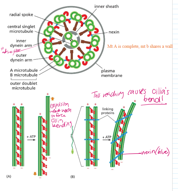 <ul><li><p>Microtubule doublets share one wall</p></li><li><p>Nexin links neighboring microtubules together, forcing them to bend when dynein move along the MT.</p><ul><li><p>Without nexin, the MT would expel each other without creating a bending force in the cilia.</p></li></ul></li></ul><p></p>
